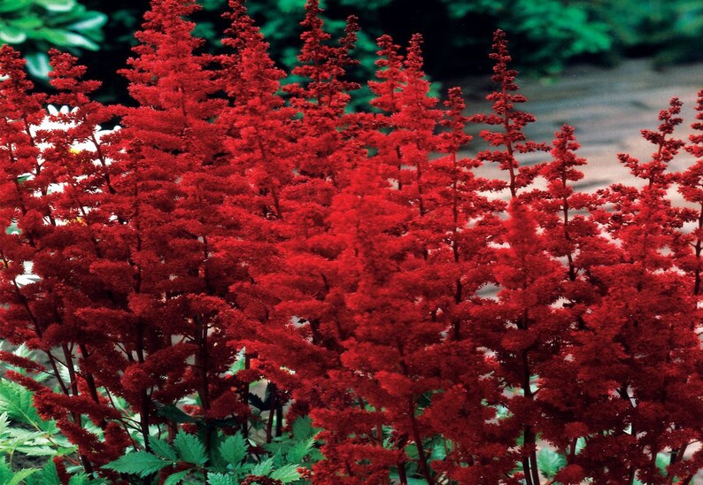 lot of 4 Red Astilbe Winter Hardy Perennial~Bare-root plants