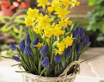 10 bulb Mix Lot~  Mini Daffodil and Blue Muscari (Grape Hyacinth) **Spring Planting