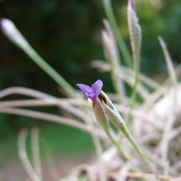 3 "Ball Moss" Tillandsia recurvata LIVE AIR PLANTS tiny blue flowers.