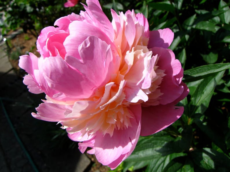 1 Sorbet Peony Root Spring Planting Winter Hardy Perennial