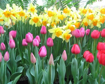 Mixed Tulip and Daffodil 10 Bulb Collection~ **Spring Planting