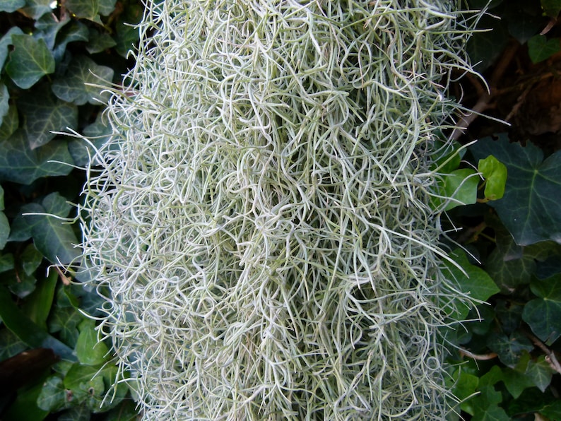 4 Gallon bags full of Spanish Moss Tillandsia usneoides Fresh Etsy