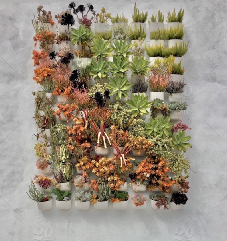 10 Assorted Succulent Plants LIVE Rooted Shipped Bare Root Etsy