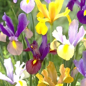 10 Dutch Iris Bi-Color Bulb Mix- Bronze Queen,Oriental Butterfly,Mystic Beauty,Red Ember,Tigers Eye +More  *Pre Chilled for SPRING PLANTING