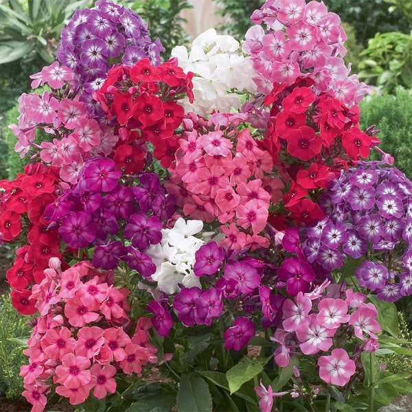 3 old-fashioned Garden Phlox (paniculata) Mixed Color lot Tall Growing/Border/background LIVE PLANTS~Winter Hardy Perennial~Spring Planting