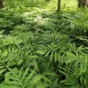May include: A dense cluster of vibrant green fern fronds with intricate, feathery leaflets. The foliage is layered, creating a textured pattern of overlapping leaves that fill the frame, showcasing various shades of bright and deep forest green.