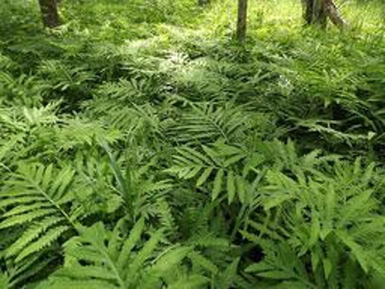 May include: A dense cluster of vibrant green fern fronds with intricate, feathery leaflets. The foliage is layered, creating a textured pattern of overlapping leaves that fill the frame, showcasing various shades of bright and deep forest green.