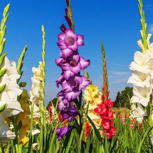 May include: A field of colorful gladiolus flowers in bloom. The flowers are in shades of white, purple, yellow, and red. The flowers are growing in a field with green grass and a blue sky in the background.