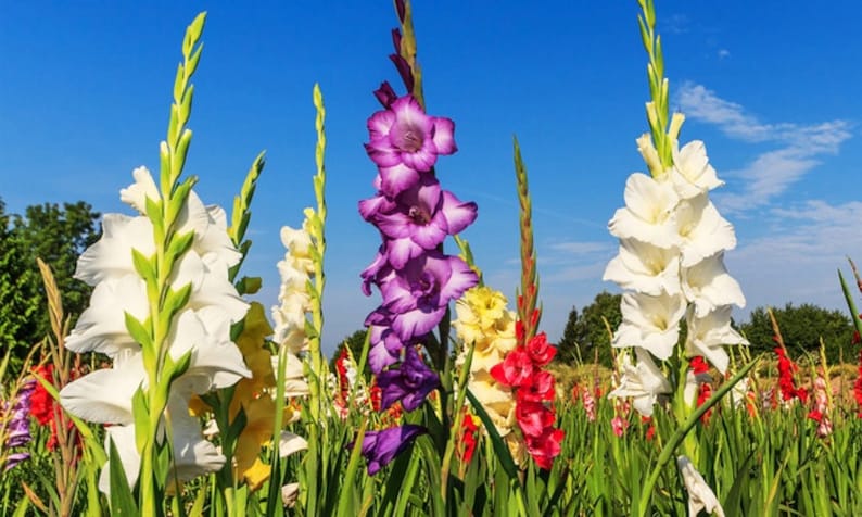May include: A field of colorful gladiolus flowers in bloom. The flowers are in shades of white, purple, yellow, and red. The flowers are growing in a field with green grass and a blue sky in the background.