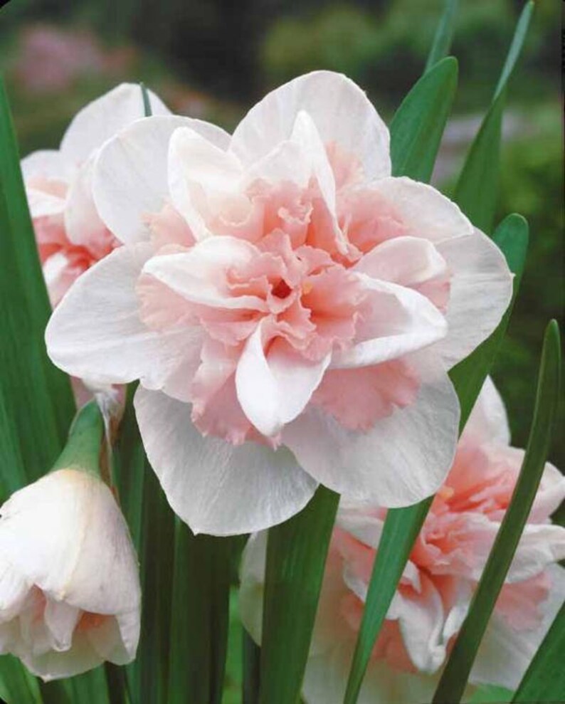 10 PINK Double Replete Daffodil Ready for FALL PLANTING Etsy