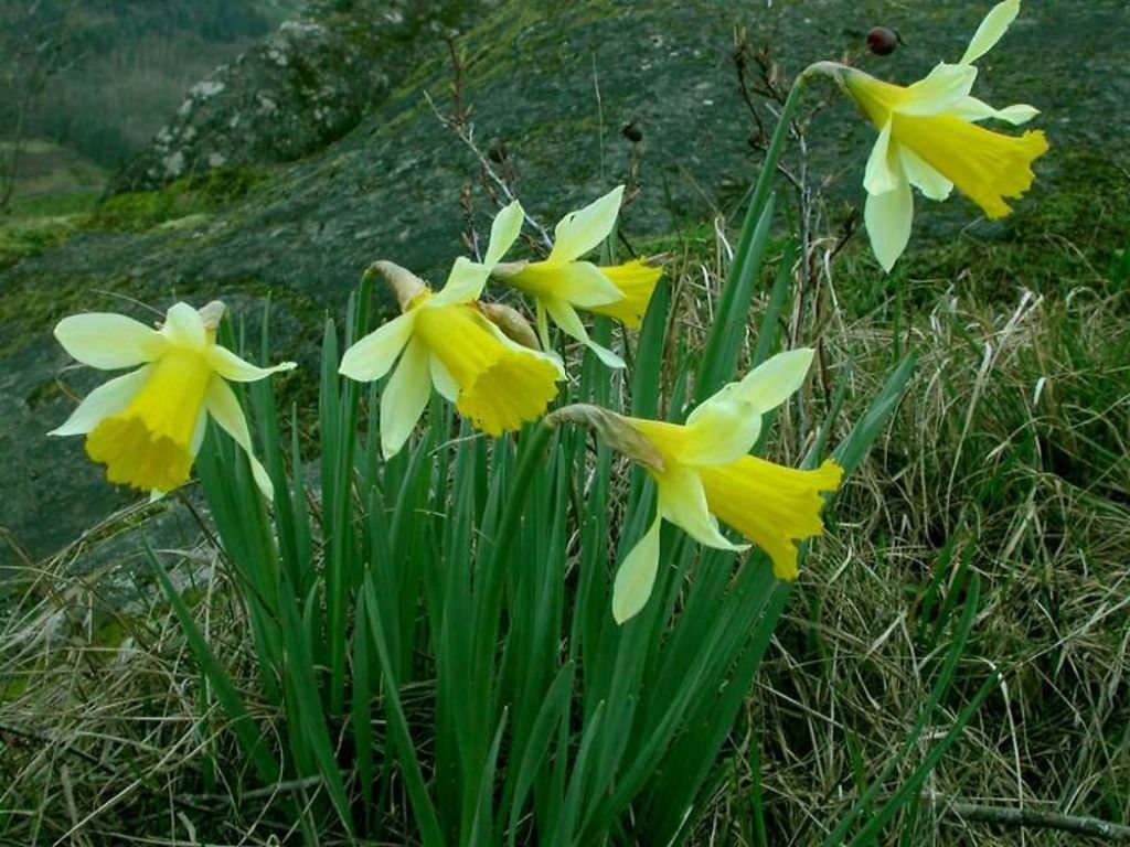 15 Wild Daffodil bulbs 'Lent Lily Narcissus - Etsy 日本