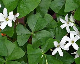 10 Shamrock "Oxalis Regnelli" bulbs Hardy zones 7-10 outdoor Garden Planting, or Potting Indoor/house plants in lower zones