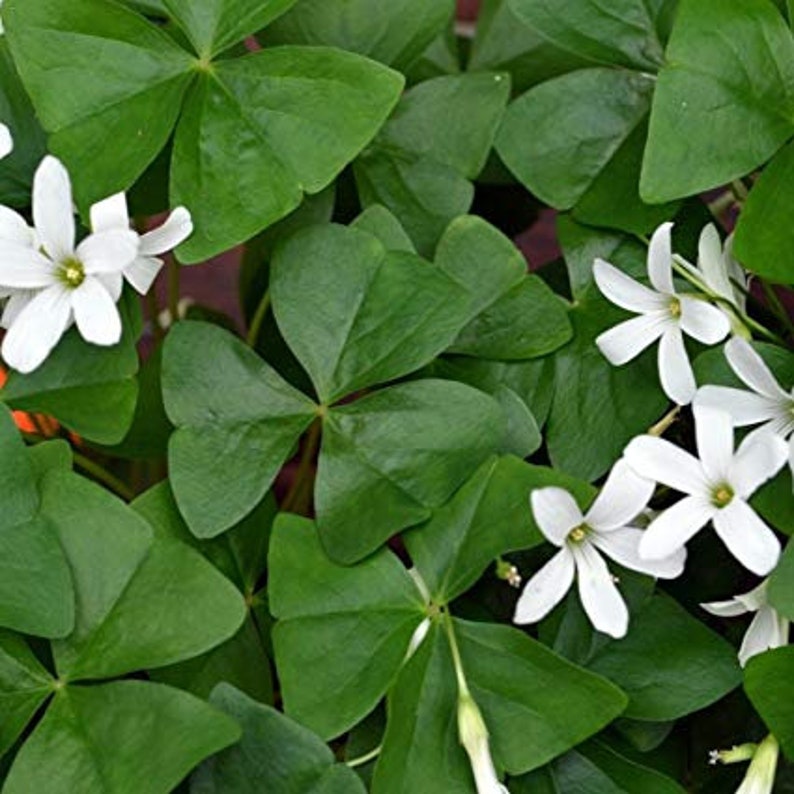 10 Shamrock Oxalis Regnelli bulbs Hardy zones 7-10 outdoor Garden Planting, or Potting Indoor/house plants in lower zones image 1