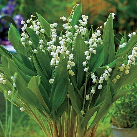 2 Giant Lily of the Valley Pips: Fragrant Woodland Shade