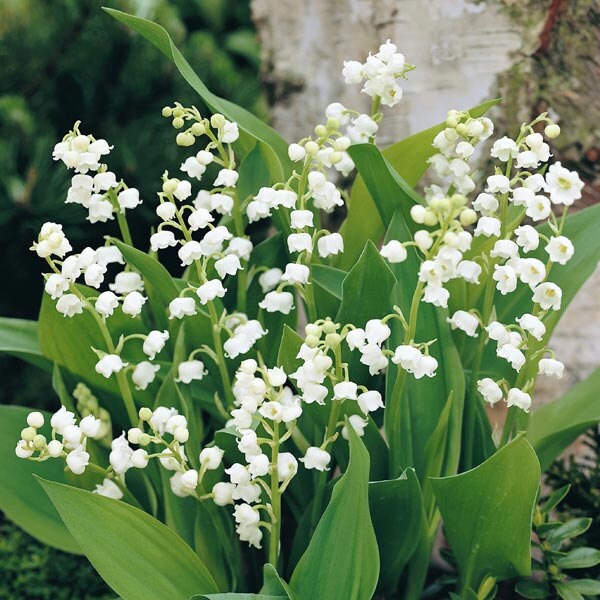 2 Giant Lily of the Valley Pips: Fragrant Woodland Shade
