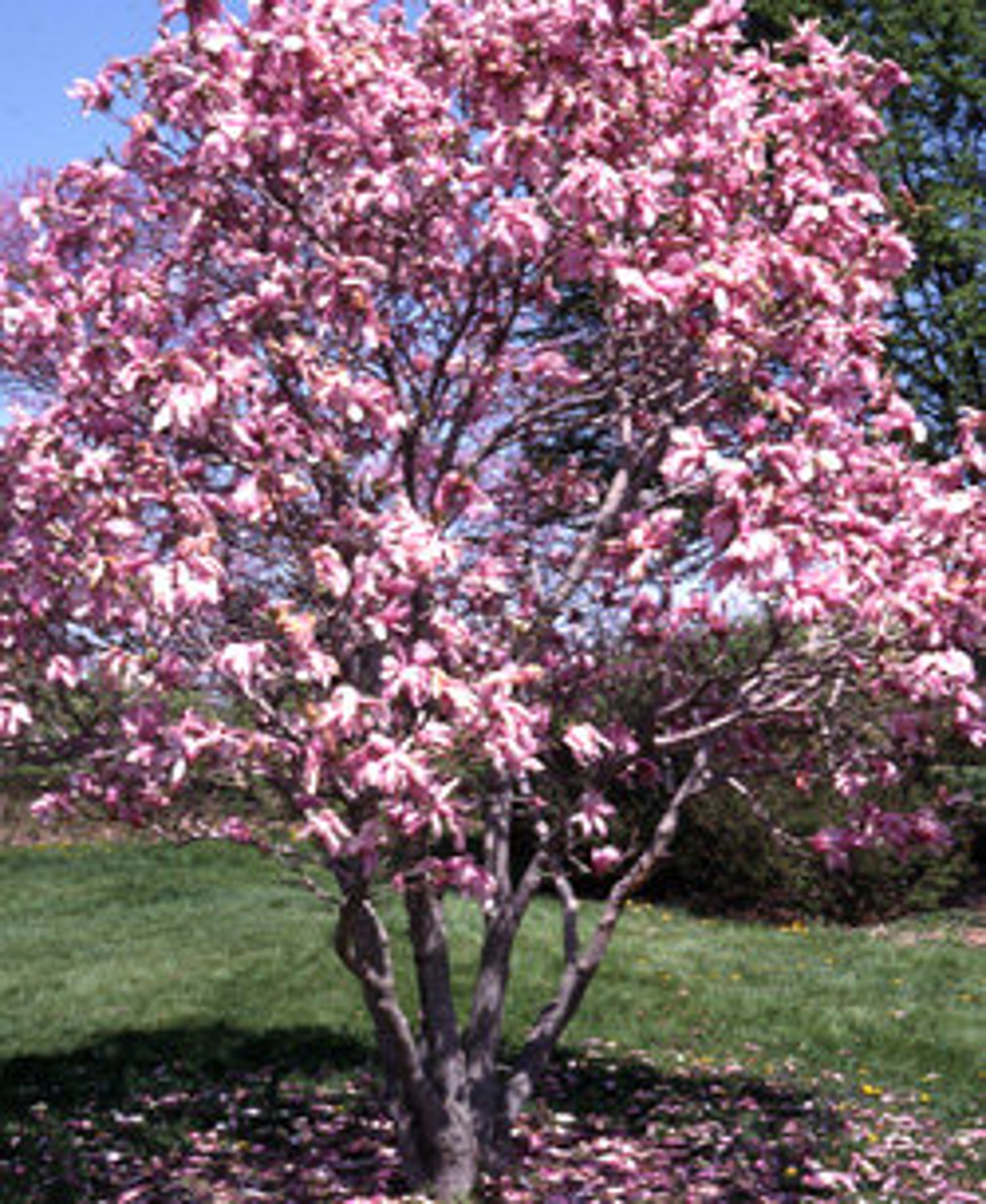 1 Saucer Magnolia Seedling/Sapling Flowering Bush Tree Etsy