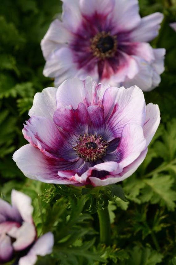 Anemone Bulbs - Fullstar Blue | Flower Bulbs | Eden Brothers