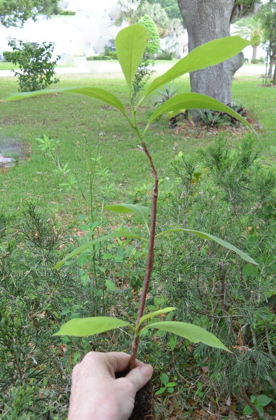 1 platillo Magnolia plántula/retoño floración arbusto - Etsy México
