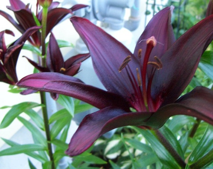 2 BLACK Landini ASIATIC Lily Bulbs Summer Bloomspring Etsy