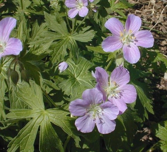 5 WILD GERANIUM Geranium maculatum Woodland Wildflower ~Native 