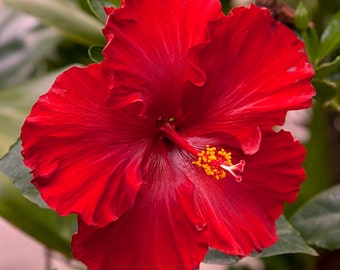4  Tropical Red Hibiscus UNROOTED 4-8" Cuttings Bush/shrub easy to root