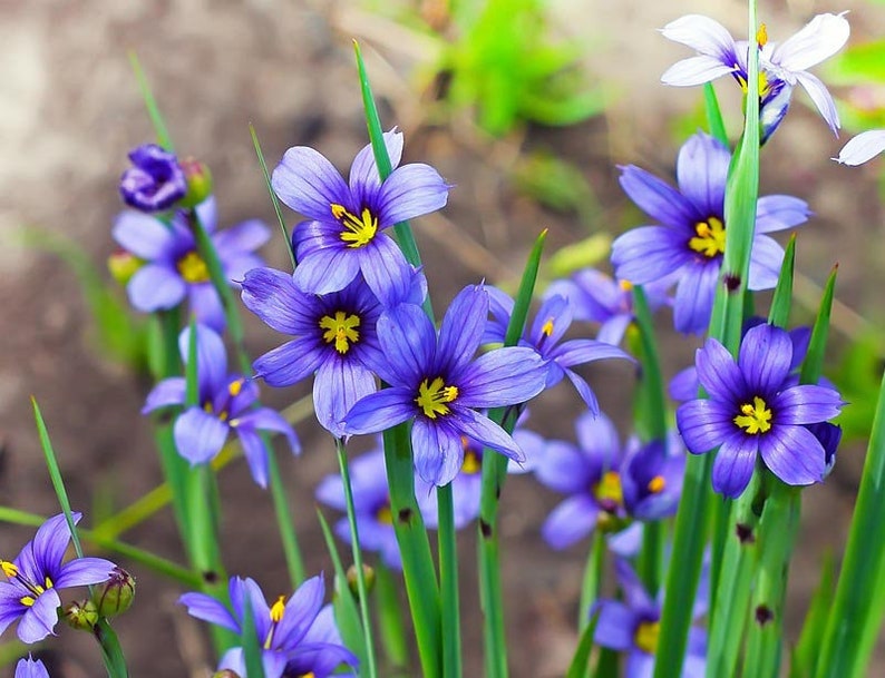 WetNWildGardens Eastern Blue-Eyed Grass