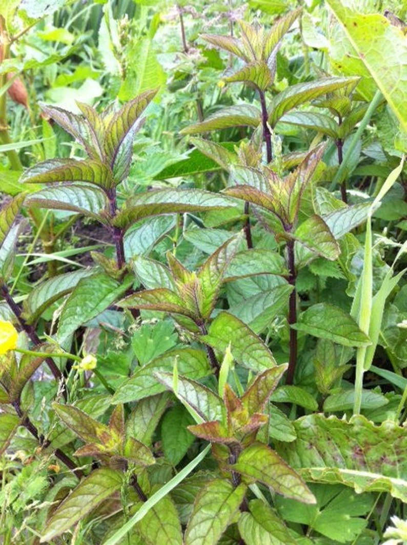 2 Wild Watermint Winter Hardy Koi Pond Bog Water garden Plants Aqatic Mint Herbal Tea