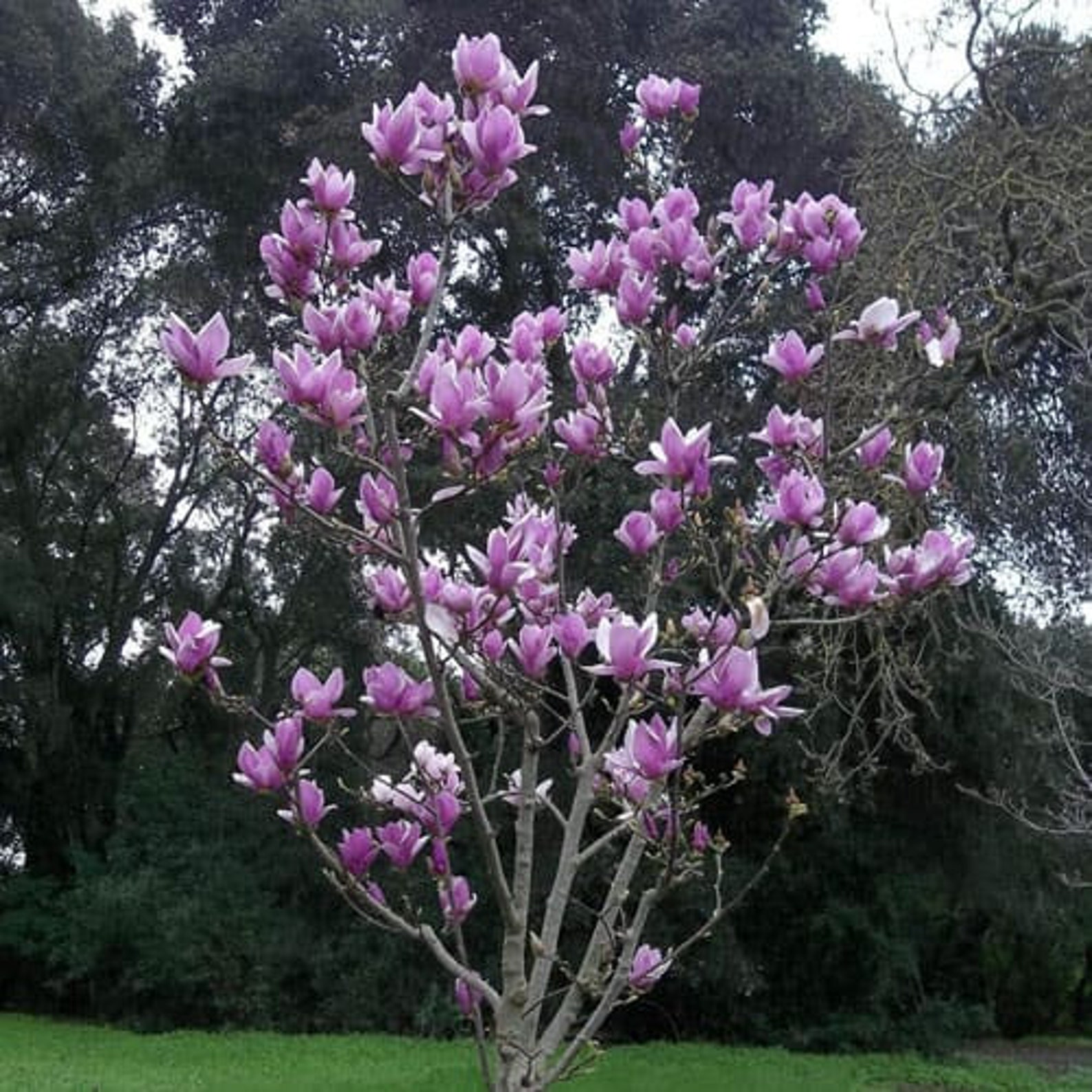 3 Saucer Magnolia Seedling/Sapling Flowering Bush Tree Etsy