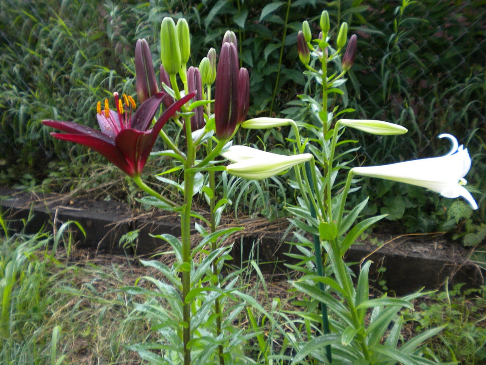 1 BLACK Landini ASIATIC Lily Bulbs Summer Bloompre Chilled Etsy