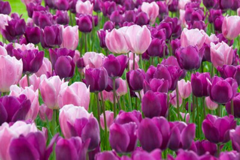 10 Pink & Purple Mixed Blend Hybrid Tulip mix large | Etsy