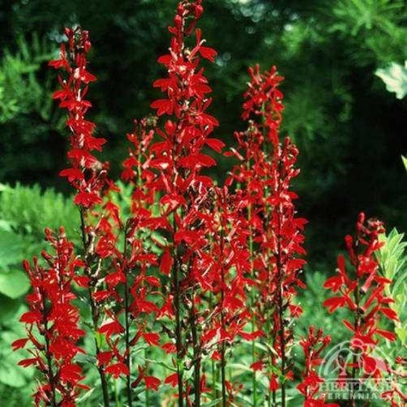 4 Cardinal Flower Lobelia cardinalis Koi Pond Bog Marsh Water garden ~Winter Hardy Perennial ~Bare-root