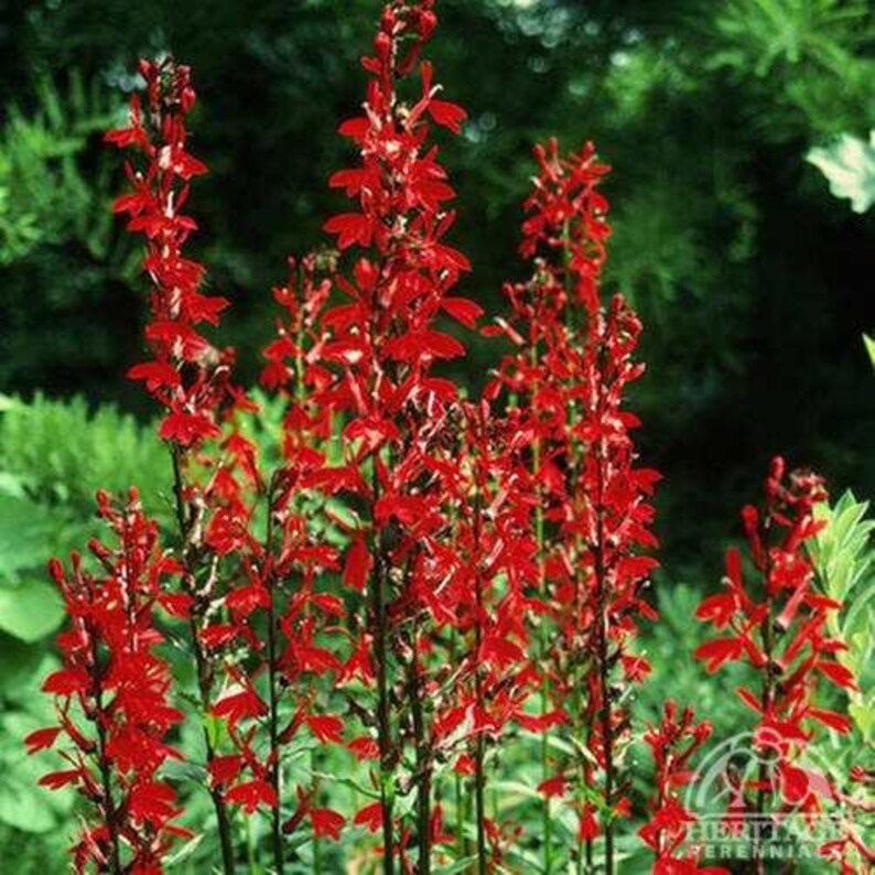 5 Cardinal Flower Lobelia cardinalis Koi Pond / Bog / Marsh / Water garden, Winter Hardy Perennial Bare-root image 9