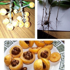 1 Loquat Seedling (Eriobotrya japonica) Japanese plum~Edible Fruit~ baby/starter/tree