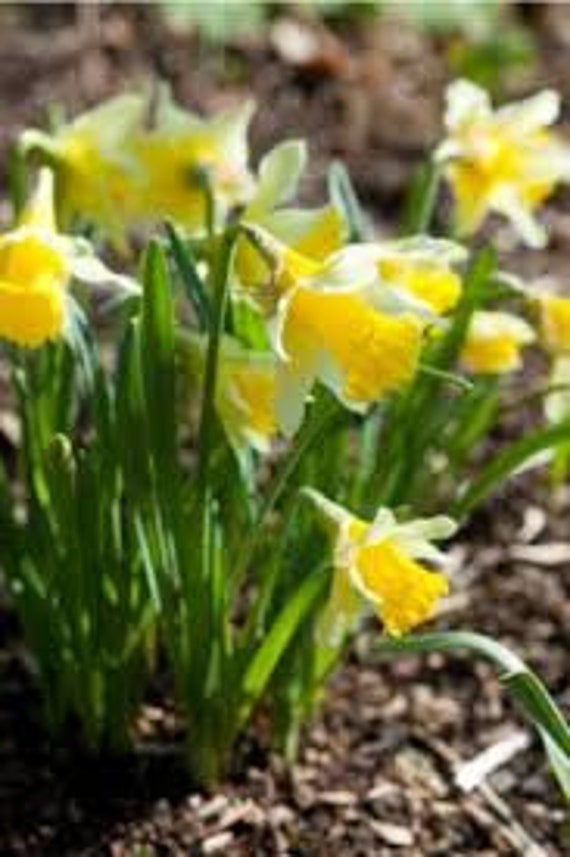10 Wild Daffodil bulbs 'Lent Lily Narcissus Pseudonarcissus
