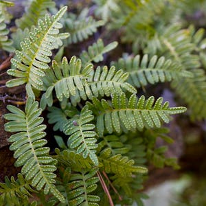 May include: Close-up of a fern with green fronds and small, round, light green spots. The fern is growing on a brown, textured surface.