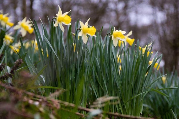 15 Wild Daffodil bulbs 'Lent Lily Narcissus - Etsy 日本