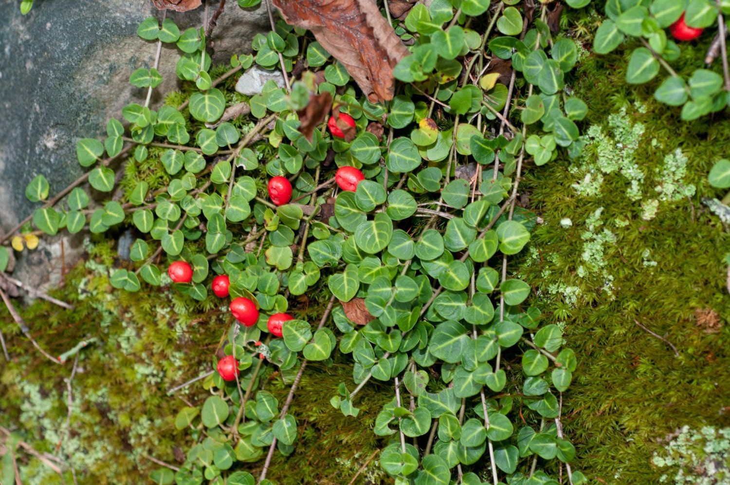 PARTRIDGE BERRY 60 live plants birds LOVE the berries evergreen