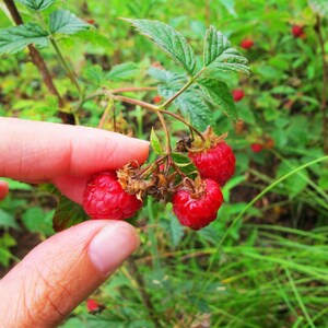 1 Wild RED Raspberry Live Bare Root Plants Fruit, Jelly, Wine! Bush ...