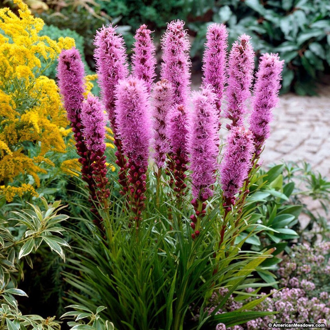 2 Liatris Blazing Star Tall Spiked Flowers Wildflower Garden Bulbs Etsy