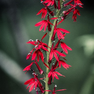 5 Cardinal Flower Lobelia cardinalis Koi Pond / Bog / Marsh / Water garden, Winter Hardy Perennial Bare-root image 7