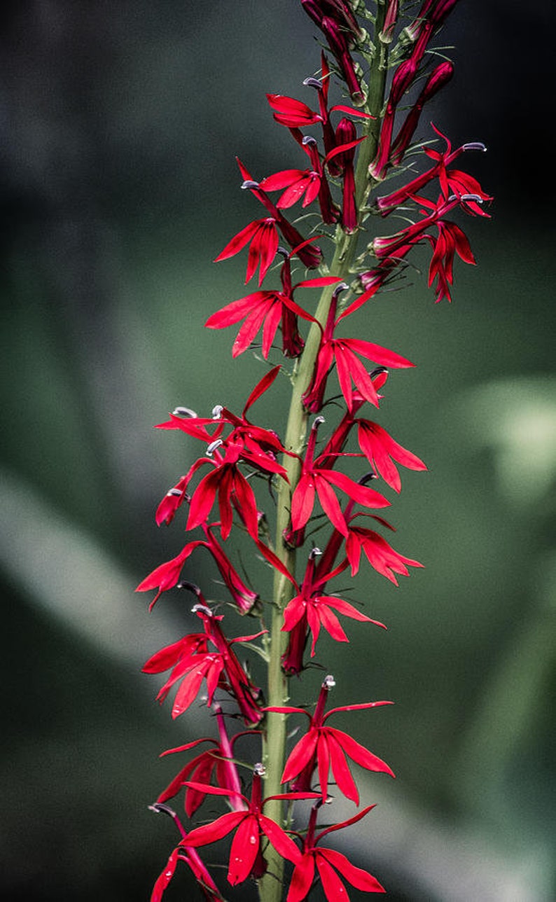 5 Cardinal Flower Lobelia cardinalis Koi Pond / Bog / Marsh / Water garden, Winter Hardy Perennial Bare-root image 7