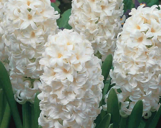 2 Carnegie Highly Fragrant Spicy Scent Bright White Hyacinth Bulbs pre