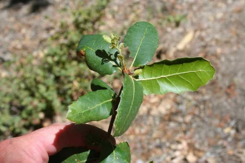 3 Florida Native Oak Tree Sapling LIVE PLANT SEEDLING Etsy