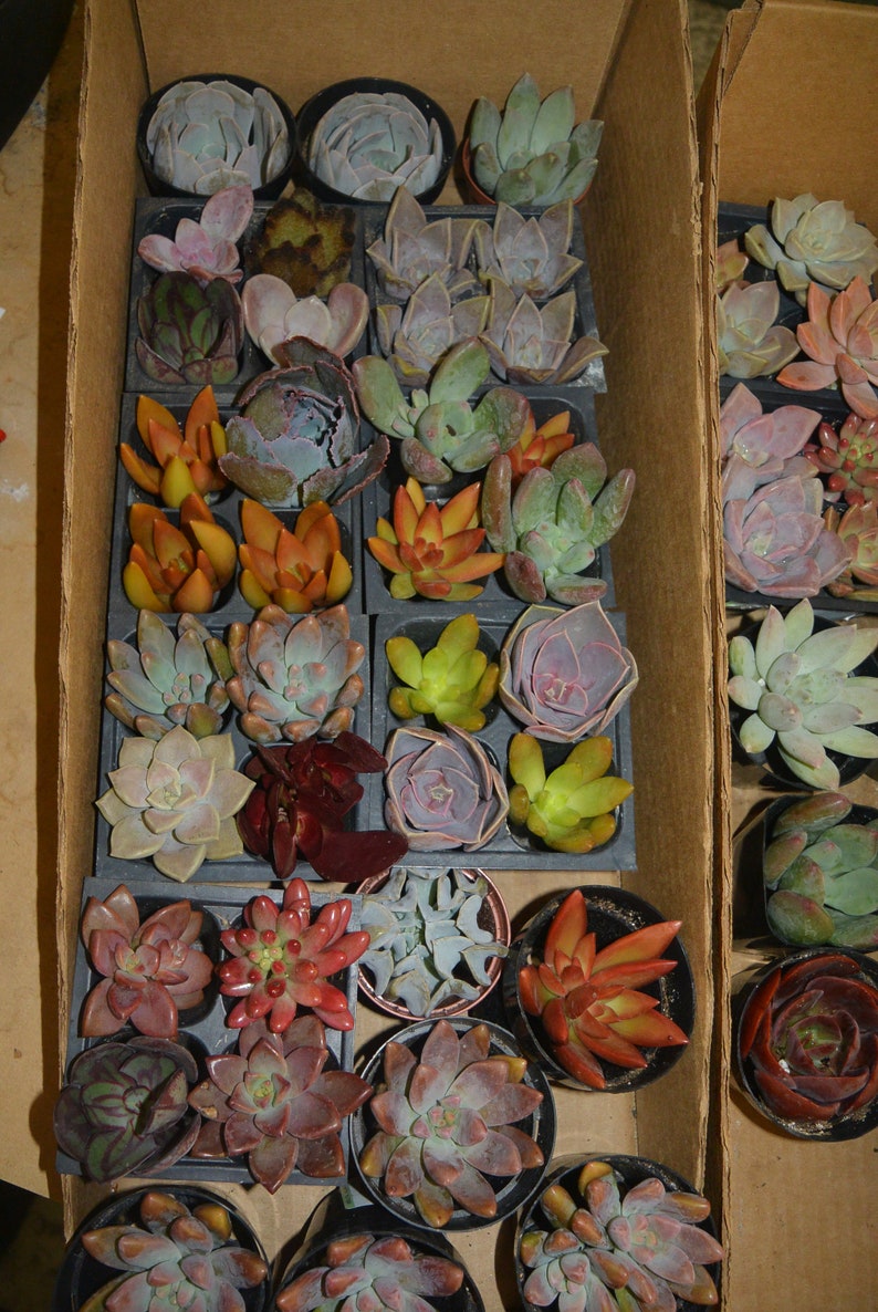 5 Assorted Succulent Plants LIVE Rooted shipped bare root Etsy