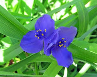 2 Blue Spiderwort zones 4b-12a  Native Wild Flower Attracts pollinators-Butterflies & Native Bees