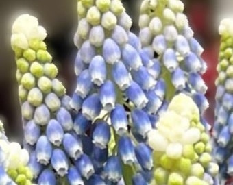 10 "JULIA" White & Blue Bi-Colored Muscari Latifolium bulbs (Grape Hyacinth) ***Pre Chilled for SPRING PLANTING