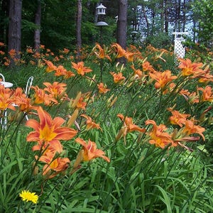 20 wild Orange Day Lily ('Tawny 'Ditch Lily' ) Pond / Bog / Water garden live Plants, Fill hard to plant areas