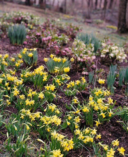 Bulbs15 Bulbs Miniature Daffodils Mini Rock Gardens pre Etsy