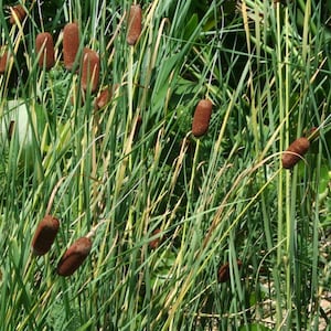 1 mini/dwarf Cattail Koi Pond/Bog/Water garden Plants