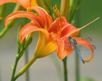 10 wild Orange Day Lily ('Tawny 'Ditch Lily' ) Pond / Bog / Water garden live Plants, Fill hard to plant areas